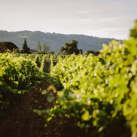 Les Galets Du Rhone Au Coeur Des Vignes